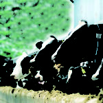 Cows eating hay in barn --- Image by © Monty Rakusen/cultura/Corbis